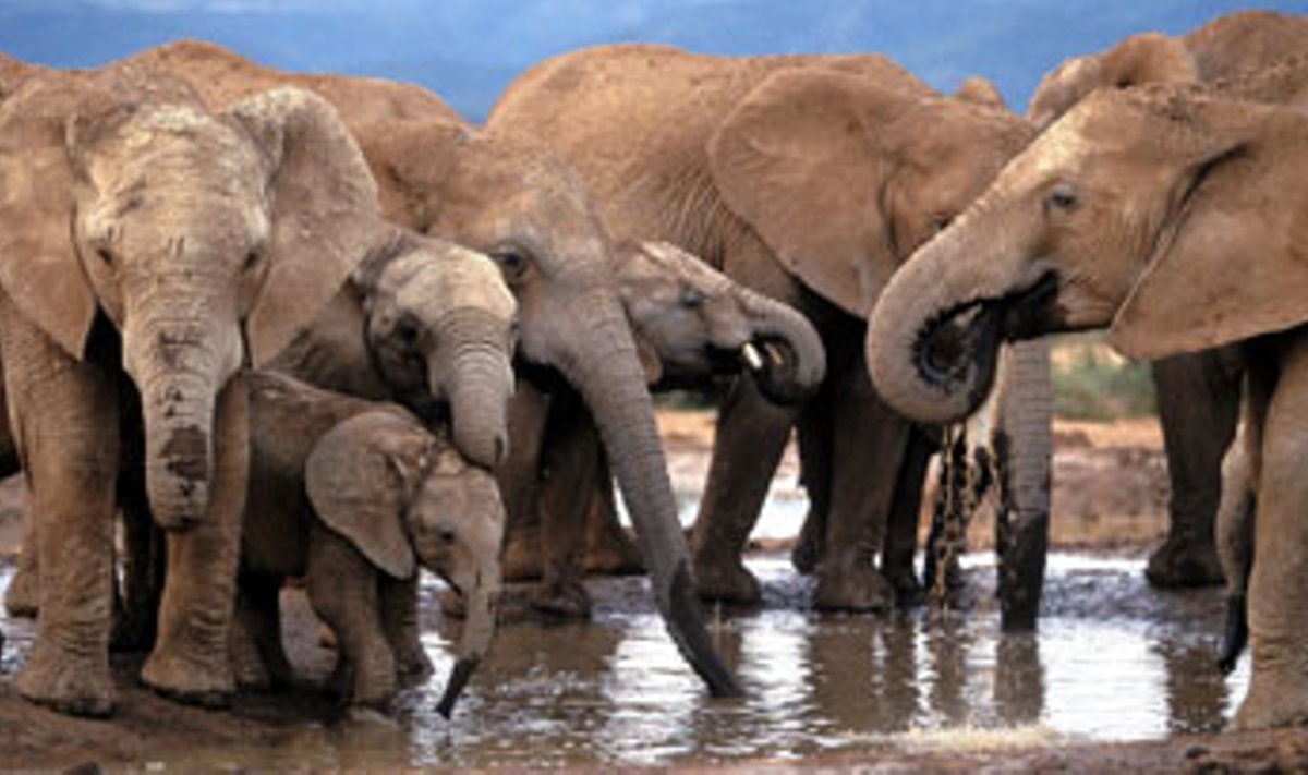 Grupė Afrikos dramblių, suaugę ir jų jaunikliai, atėjo atsigerti iš balos Pietų Afrikos Ado nacionaliniame parke. Pietų Afrika ir Namibija neseniai pateikė prašymą, kad būtų leista prekiauti gaminiais iš dramblio odos ir plaukų. 2002 metų spalį leista legaliai prekiauti gaminiais iš dramblių ilčių, bet tos šalys dar turi patenkinti Tarptautinio gyvūnų gerovės fondo reikalavimus. Mat, dramblių populiacija Afrikoje savo skaičiumi yra pasiekusi žemiausią visų laikų lygį.