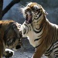Kodėl stringa tigrų gelbėjimo kampanija?