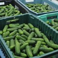 Ukrainoje ūkininkai dėl per žemos kainos tiesiog naikina agurkų derlių