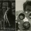 Pristato dokumentinį filmą apie nepaprastą vilkų gyvenimą: gyvūnai leido prieiti labai arti