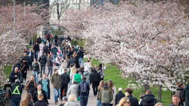 В воскресенье множество людей пришло посмотреть на цветущие сакуры
