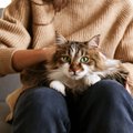 Mokslininkai aiškina: kodėl žmonės myli kates, ir ar tai naudinga sveikatai