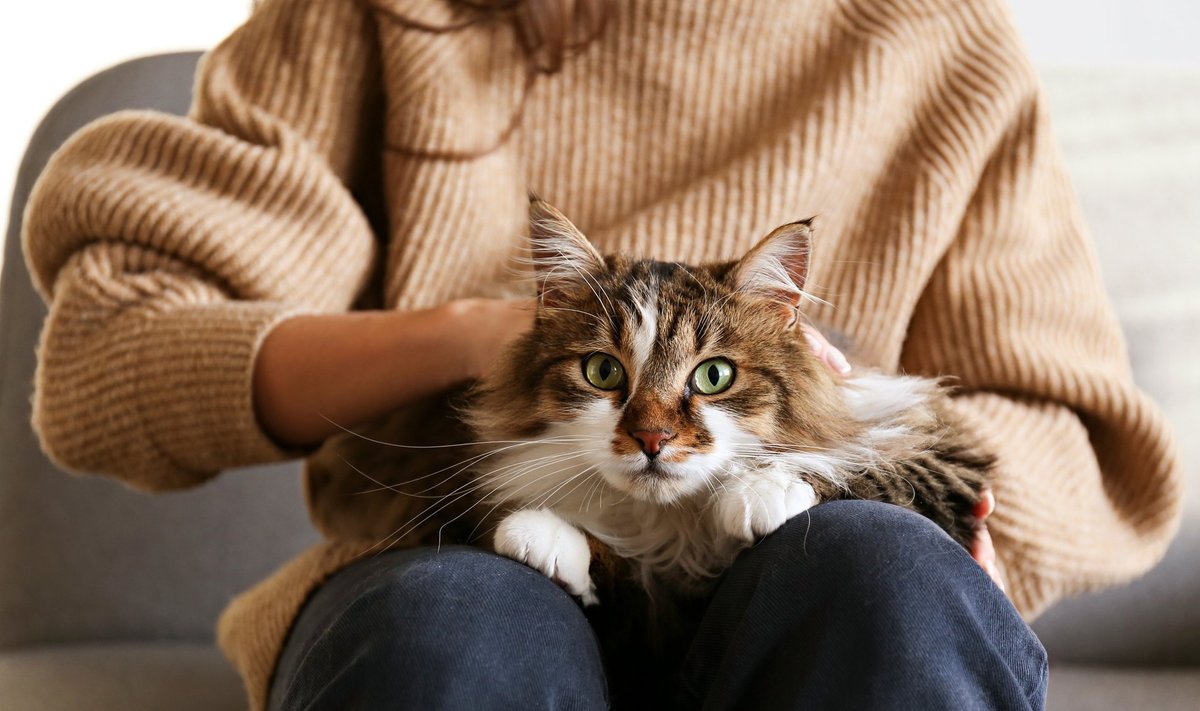 Katės turi teigiamą poveikį šeimininkų sveikatai