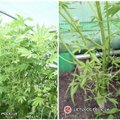 Marijampolės policija aiškinasi, kas daugiabučio kieme augino kanapes