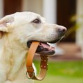 Kiekvieno šuns šeimininko rūpestis: kaip išsirinkti antkaklį, pavadėlį ir petnešas?