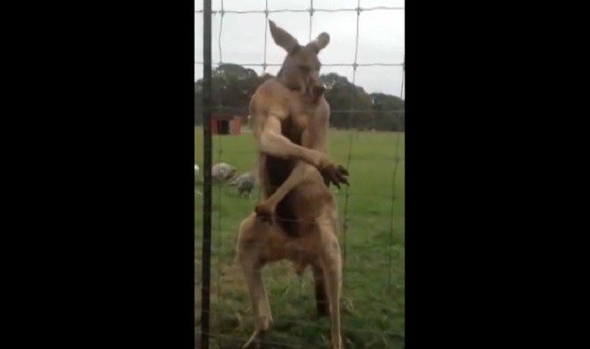 Vyriškumą demonstruojantis kengūros patinas