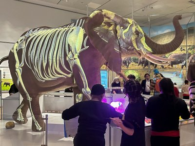Dramblių ir mamutų modeliai eksponuojami Niujorke.