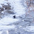 Paukščiai iš šiaurės žiemoja Lietuvoje – pastebėtas vandeninis strazdas