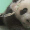 San Diego zoologijos sode gyvenanti panda švenčia šimtadienį