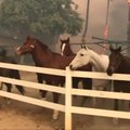 Iš aptvaro ištrūkę žirgai pabėgo nuo Kalifornijos miškų gaisrų