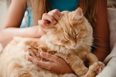 Katės turi teigiamą poveikį šeimininkų sveikatai