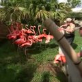 Dėl uragano „Irma” iš Majamio zoologijos sodo evakuoti rožiniai flamingai