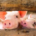 Europos kiaulės ir vištos nuo šiol gali būti šeriamos vabalais