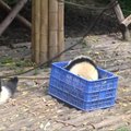 „Slaptas pandų gyvenimas“ (61 serija): dėžėse slepiasi ne tik katės