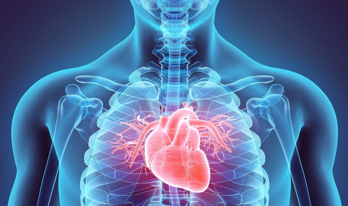 Širdies anatomija