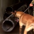 Peru konfiskuota 1,3 tonos kokaino, kurio beveik neužuodžia šunys