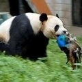 Zoologijos sode Kinijoje panda netikėtai sudraskė povą