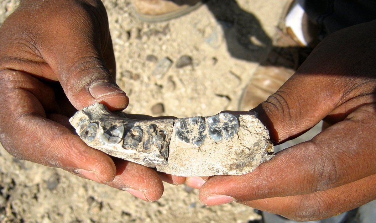 Seniausia žmonių genties atstovo fosilija - žandikaulio dalis