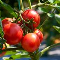 Norintys džiaugtis sultingais pomidorais turi nepamiršti šių taisyklių: raktas į sėkmę – tinkamas laistymas
