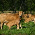 Ūkininkas: pratiname vartotojus prie lietuviškos mėsos