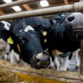 Europarlamentarai turi pasiūlymą ūkininkams: išeitis yra viena, bet ji gali nepatikti