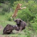 Žvėrių karaliaus sutramdymas - buivolas paskraidino liūtą