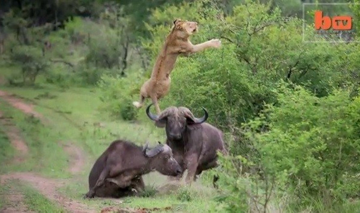 Buivolas išmeta liūtą į orą