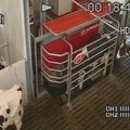 Automatizuotas melžimo aparatas palengvina karvėms gyvenimą