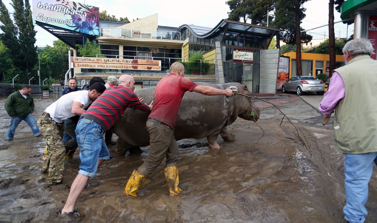 Gruzijos sostinėje - potvynis - gatvėse sugautas hipopotamas