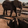Kenijoje iš šulinio išgelbėtas drambliukas