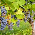 Būtini rudens darbai vynuogyne ir daromos klaidos
