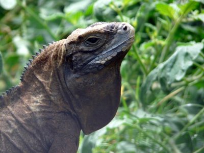 Jamaikos iguana/ (CC-SA/Simon Tonge nuotr.)