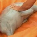 Bolivijoje biologai gelbėjo upių delfinus