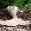 Amazonės džiunglėse žvejai aptiko negyvą banginį