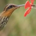 Atskleista kolibrių mitybos paslaptis