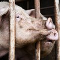 Pirmą kartą šiemet Lietuvoje užfiksuotas afrikinio kiaulių maro protrūkis ūkyje