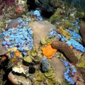 Prie Puerto Riko krantų atrastas didelis koralų rifas
