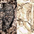 60 mln. metų amžiaus radinys pribloškė mokslininkus: tokią fosiliją pamatę sušuko – Dieve mano!
