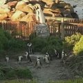 Keiptauno gyventojai piktinasi pingvinais