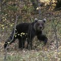 В Литве заметили молодого медведя: неужели в нашу страну вернулись эти хищники
