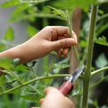 Teisingas aukštaūgių pomidorų genėjimas ir kada juos galima drąsiai kelti į šiltnamį