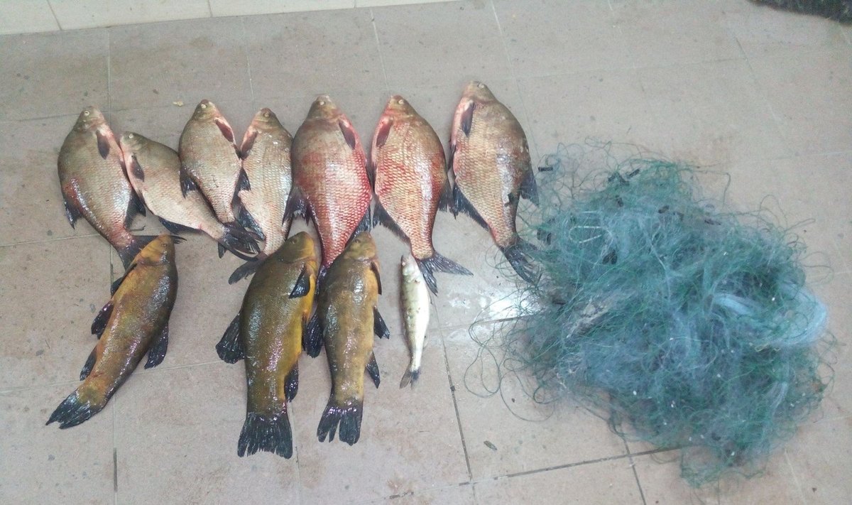 Brakonieriaus Zapsio ežere sugautos žuvys 