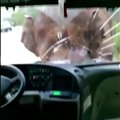 Nufilmuota: Kinijoje laukinis dramblys puldinėjo automobilius
