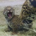 San Diege jaguaro jauniklis susipažįsta su pasauliu
