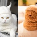 Katės su kepurėmis tapo tikra interneto sensacija