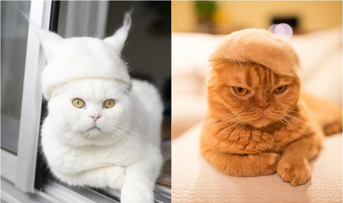 Katinai su kepurėmis iš kailio