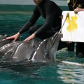 Delfinai Graikijoje gyvens nemokamai