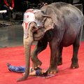 Latvijos parlamentas pritarė draudimui cirkuose naudoti laukinius gyvūnus
