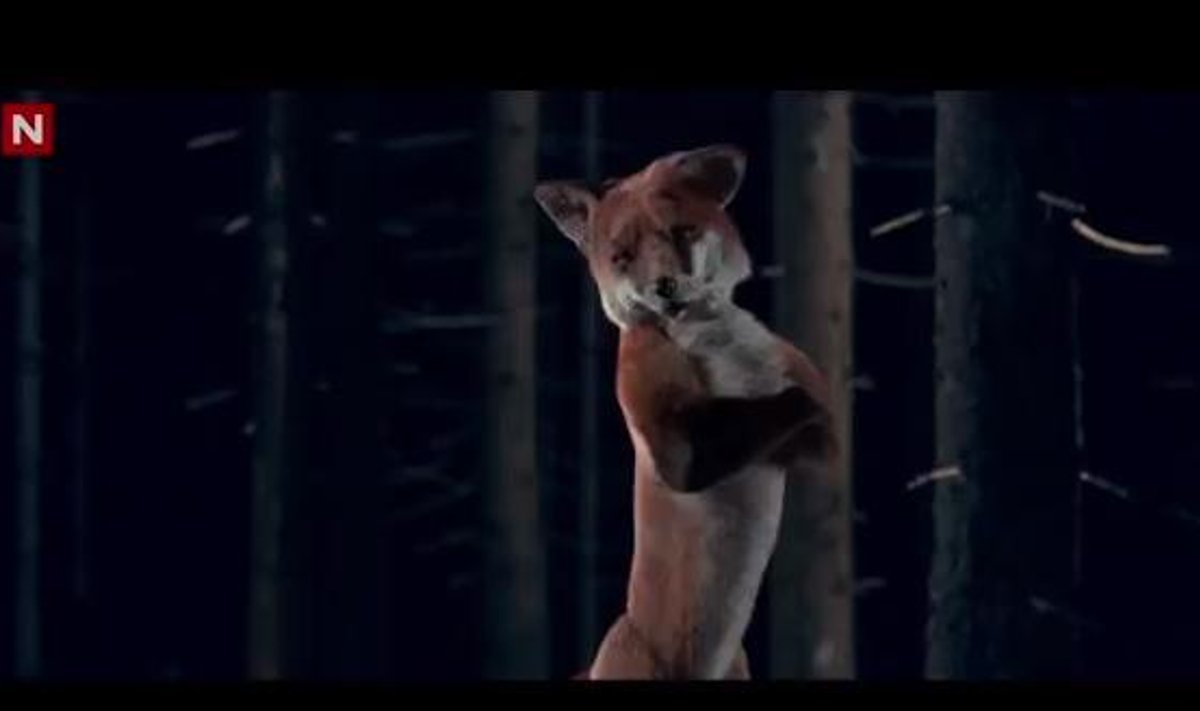 "The Fox" klipo ištrauka