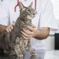Vyrą pritrenkė suma, paprašyta už katės burnos higieną: tai tikrai nenormalu